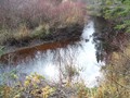 NFLD_fall_2008_017