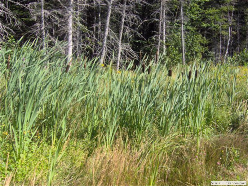 A23_Cattails